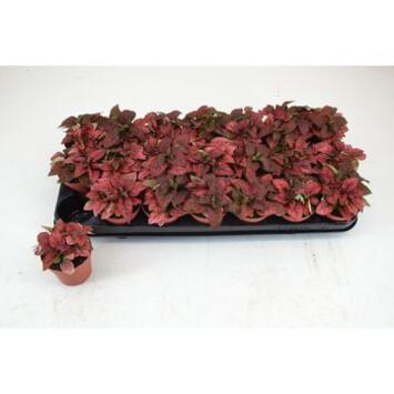 image HYPOESTES ROUGE