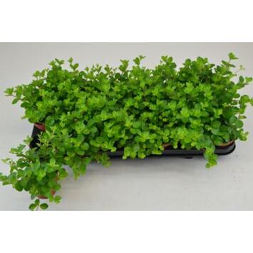 image PEPEROMIA ROTUNDIFOLIA