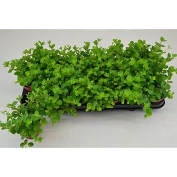 image PEPEROMIA ROTUNDIFOLIA
