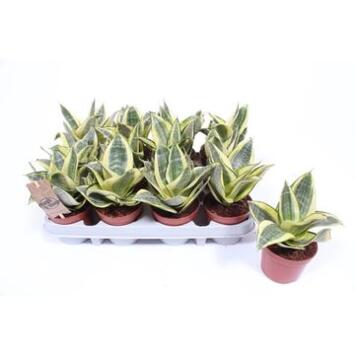 image SANSEVIERIA GOLDEN HAHNII