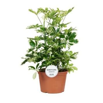 image SCHEFFLERA CHARLOTTE 3PP