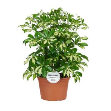 image SCHEFFLERA GERDA 3PP