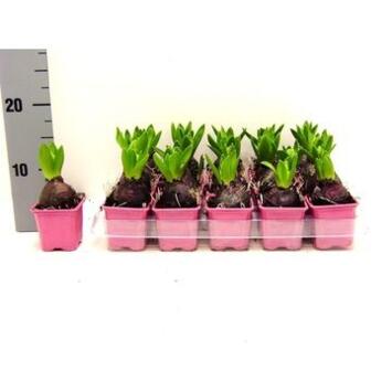 image JACINTHE ROSE 1PP