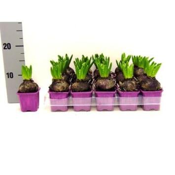 image JACINTHE SPLENDID CORNELIA MAUVE 1PP