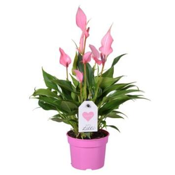 image ANTHURIUM ANDREANUM LILLI
