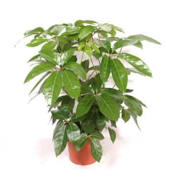 image SCHEFFLERA AMATE