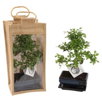 image BONSAI CERAM SAC JUTE