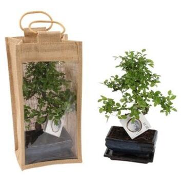 image BONSAI CERAM SAC JUTE