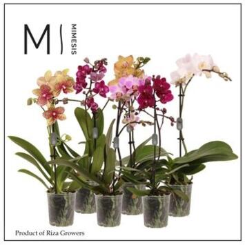 image PHALAENOPSIS 1BR MF VARIES