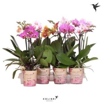 image PHALAENOPSIS 1BR MF VARIES
