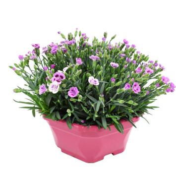 image OEILLET PINK KISSES COUPE