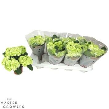 image HORTENSIA 4FL+ BLANC