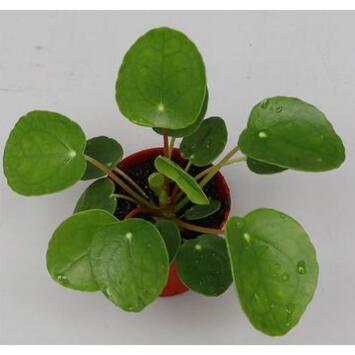 image PILEA PEPEROMIOIDES