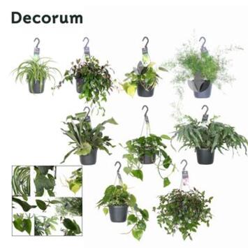 image PLANTES VERTES VARIEES SUSP