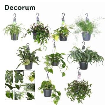 image PLANTES VERTES VARIEES SUSP