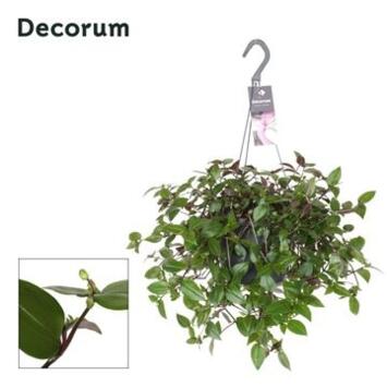 image TRADESCANTIA GREEN HILL SUSP