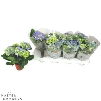 image HORTENSIA 4FL BLEU