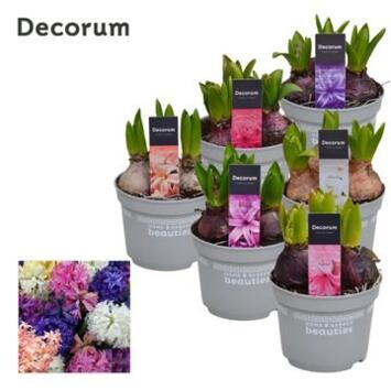 image JACINTHE VARIEE 3PP