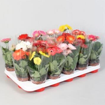 image GERBERA VARIES