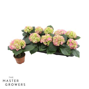image HORTENSIA 1FL ROSE