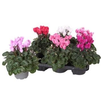 image CYCLAMEN ALLURE
