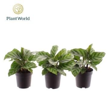 image CALATHEA FREDDIE