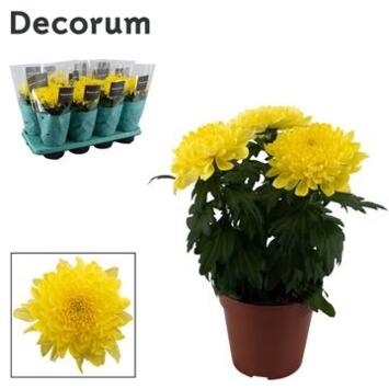 image DENDRANTHEMA 3PP ZEMBLA JAUNE