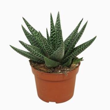 image GASTERHAWORTHIA ROYAL HIGHNESS