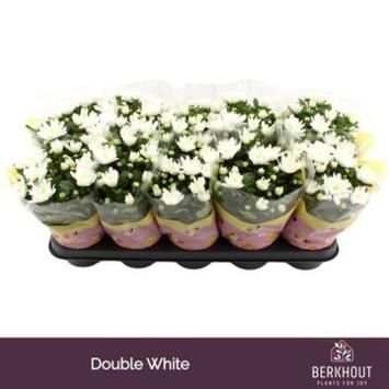 image DENDRANTHEMA 3PP BLANC BRAVE