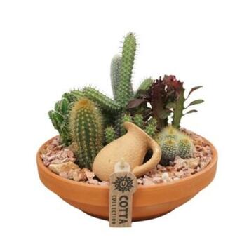 image COMPO CACTUS CERAM