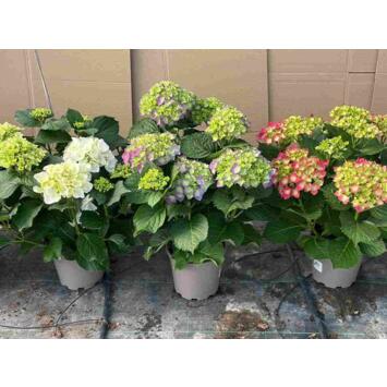 image HORTENSIA