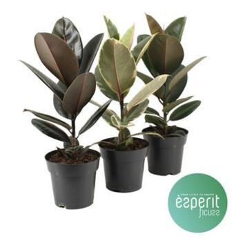image FICUS ELASTICA VARIES