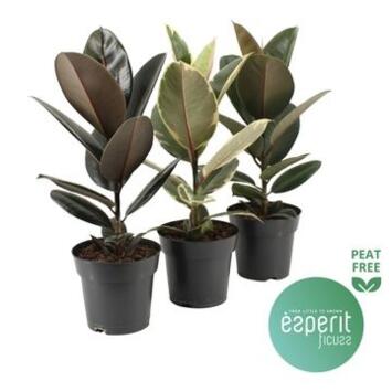 image FICUS ELASTICA VARIES
