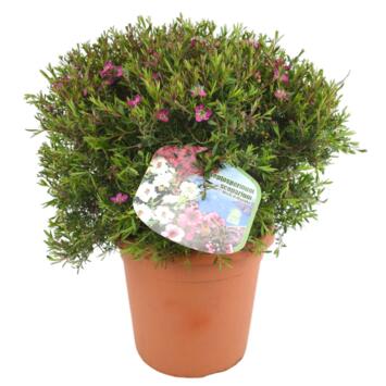 image LEPTOSPERMUM