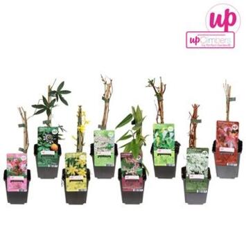 image PLANTES GRIMPANTES VARIEES