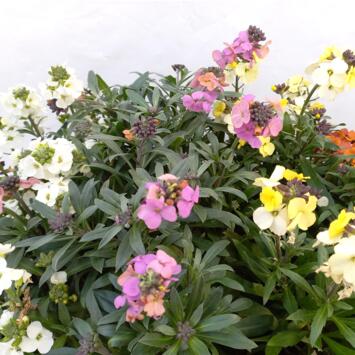 image ERYSIMUM