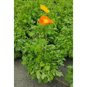 image PAPAVER P COLORE