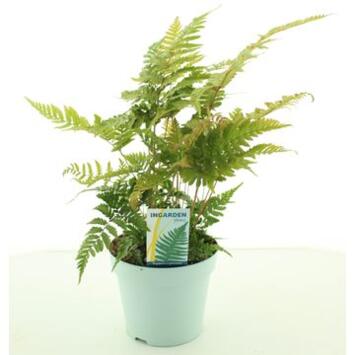 image DRYOPTERIS ERYTHROSORA