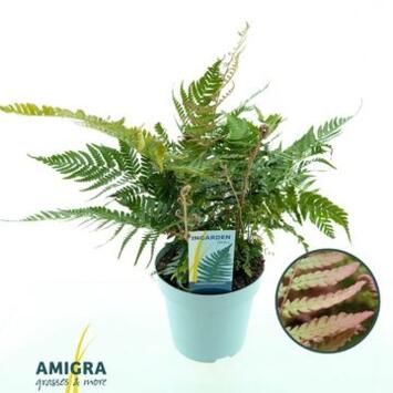image DRYOPTERIS ERYTHROSORA