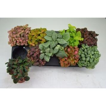 image FITTONIA VARIE