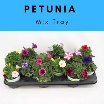 image PETUNIA VARIE