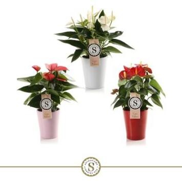 image ANTHURIUM ANDREANUM VARIE CERAM