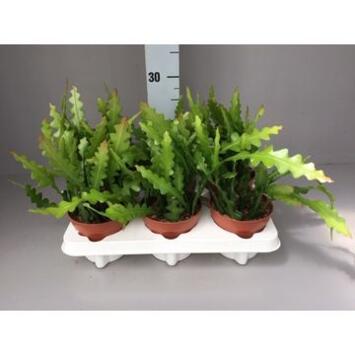 image EPIPHYLLUM ANGULIGER