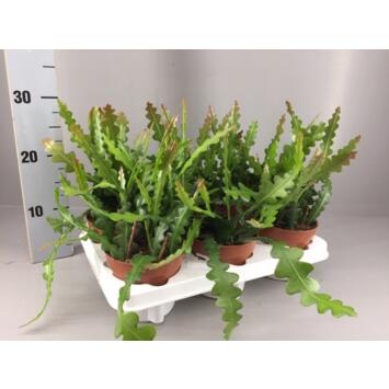 image EPIPHYLLUM ANGULIGER
