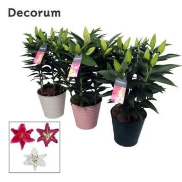 image LILIUM 5PP ZINC