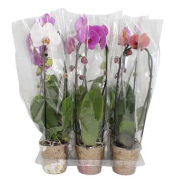 image PHALAENOPSIS 1BR VARIE CASCADE