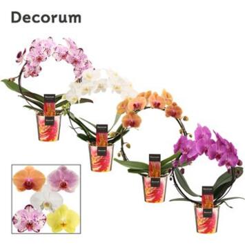 image PHALAENOPSIS 2BR VARIE ARCEAU