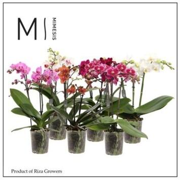 image PHALAENOPSIS 2BR MF VARIES