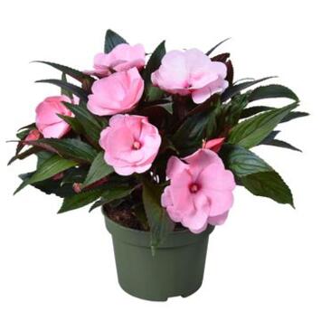 image IMPATIENS GUINEE ROSE CLAIR