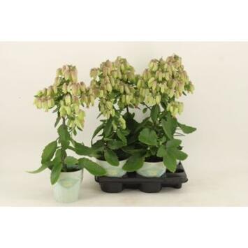 image KALANCHOE MAGIC BELLS VERT ROUGE